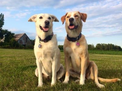 Au revoir to Dora, a very special dog