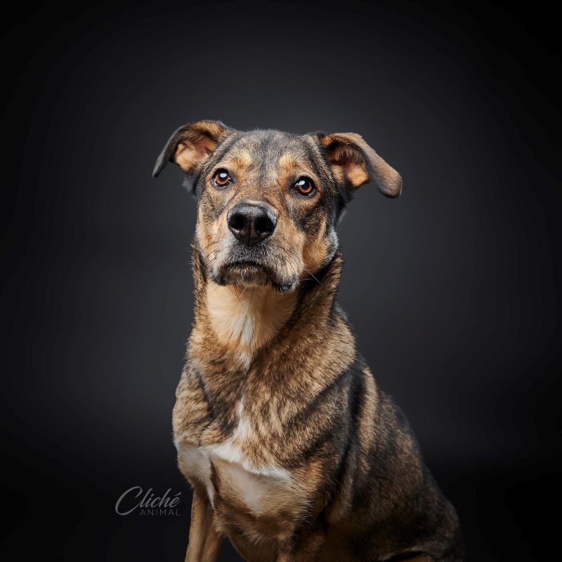 Ozzy Nordic mix Available for Adoption Animatch