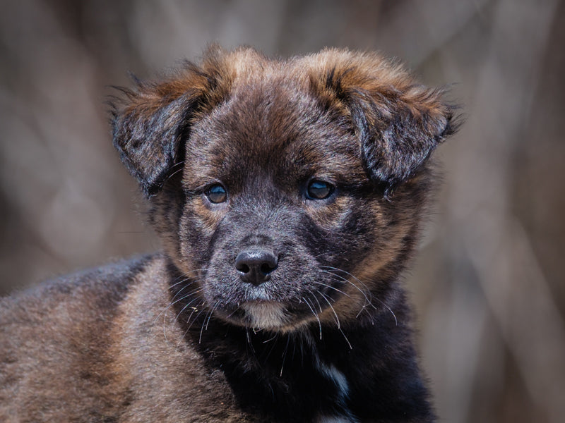 Almond Joy Labrador x Berger Adopté Animatch