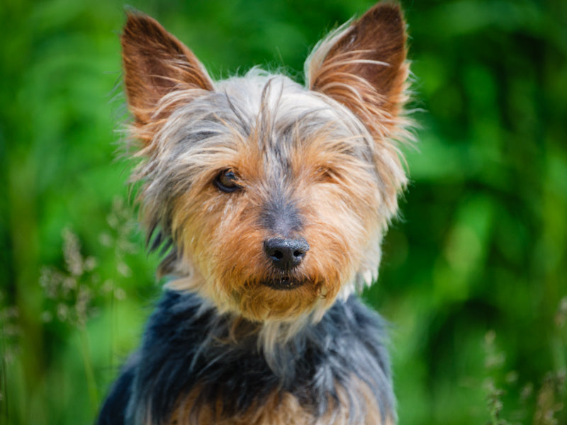 Angie Yorkshire Terrier Adopted Animatch