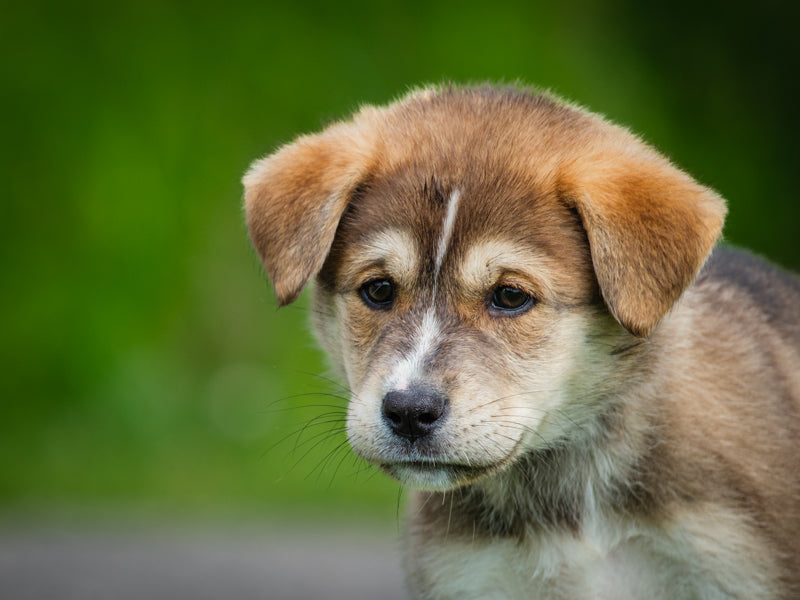Archie Shepherd-x Adopted Animatch