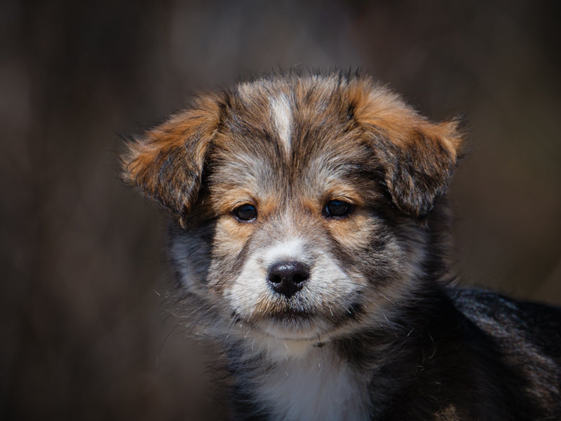 Baby Ruth Labrador x Berger Adopté Animatch