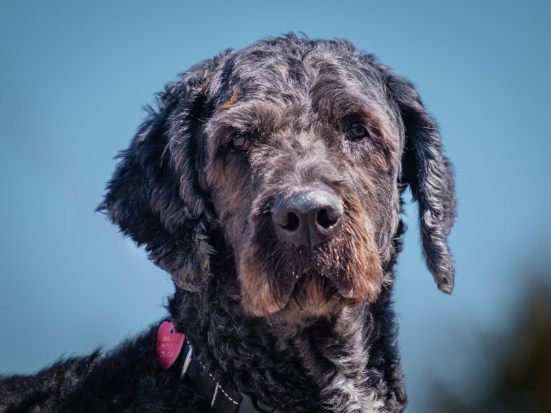 Balou Terre-Neuve Adopté Animatch