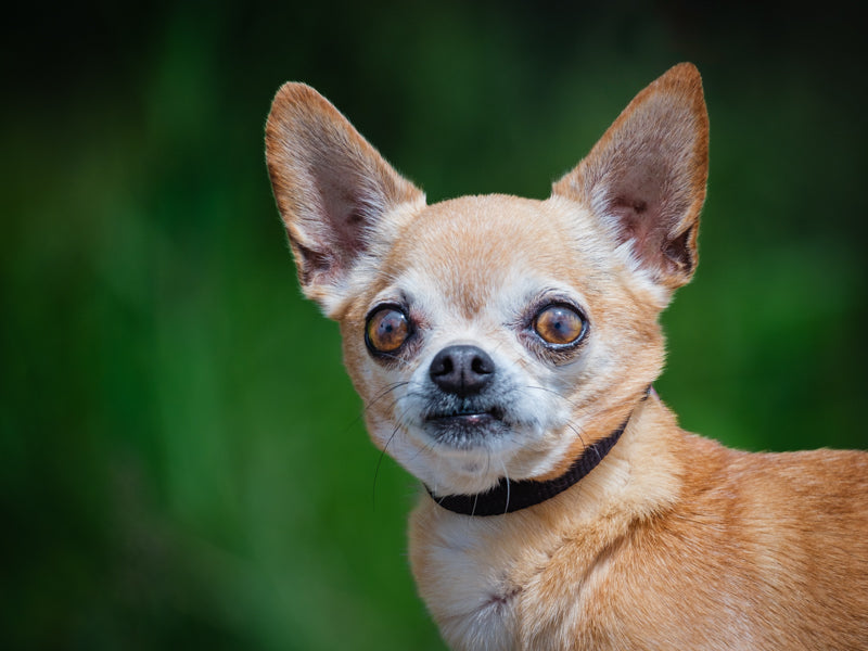 Bambi Chihuahua Adopted Animatch