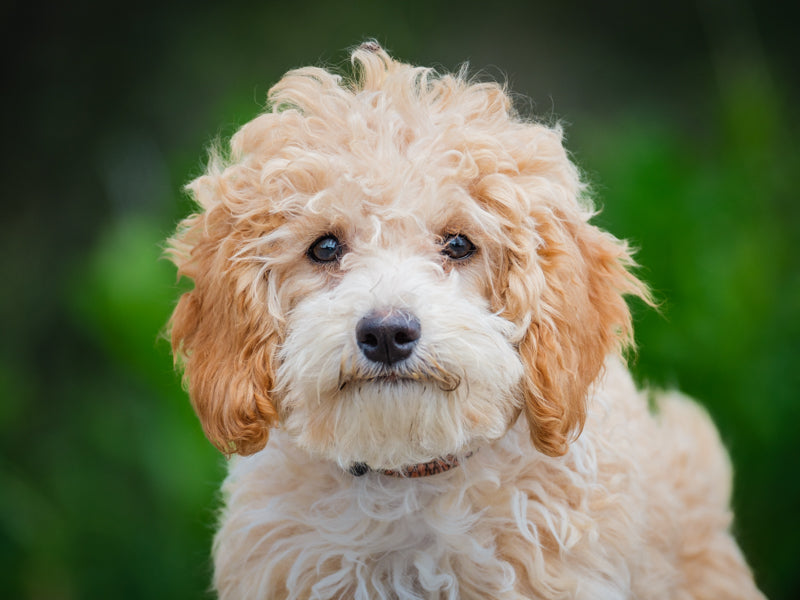 Barbie Cockapoo Adopted Animatch