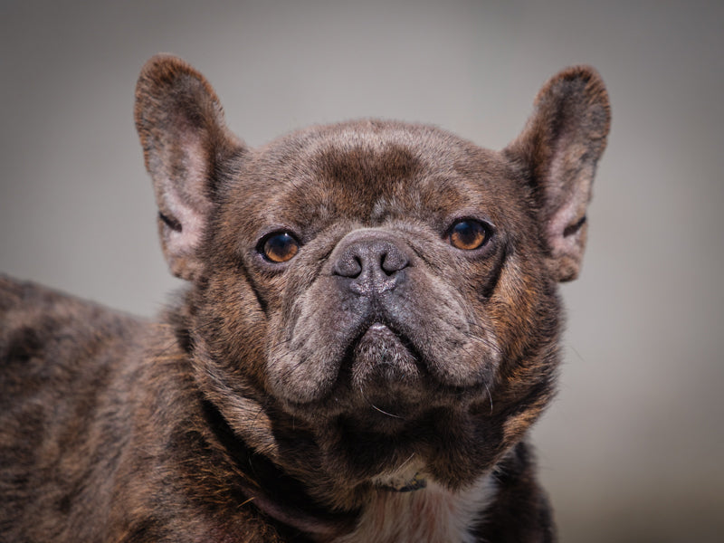 Bentley French Bulldog Adopted Animatch