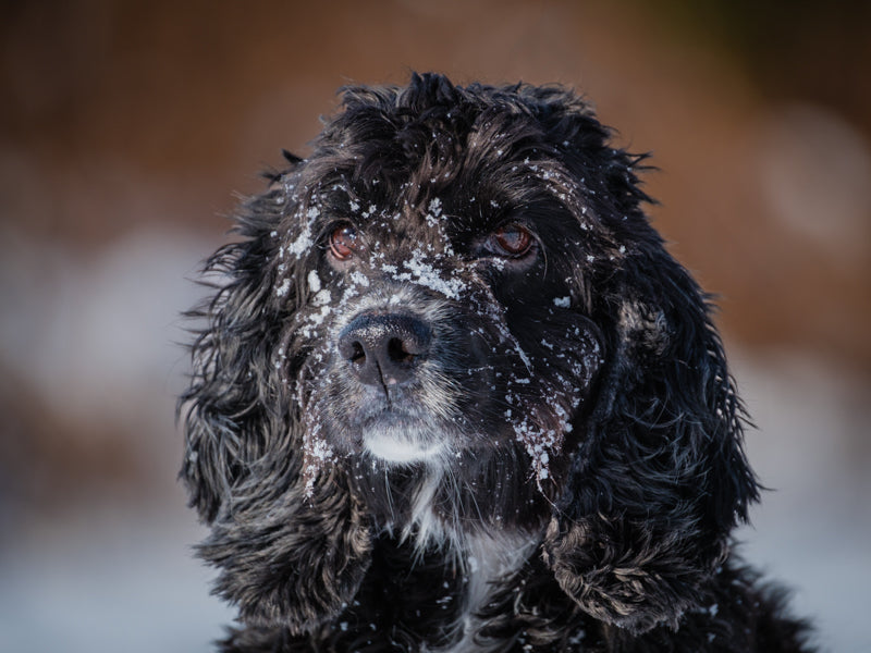 Blu Cocker Spaniel Adopted Animatch