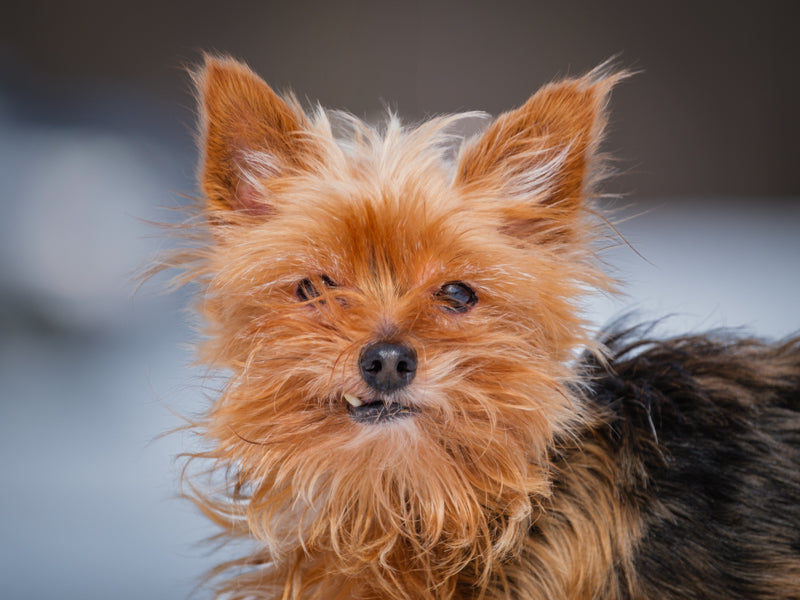 Buddy Yorkshire Terrier Adopted Animatch