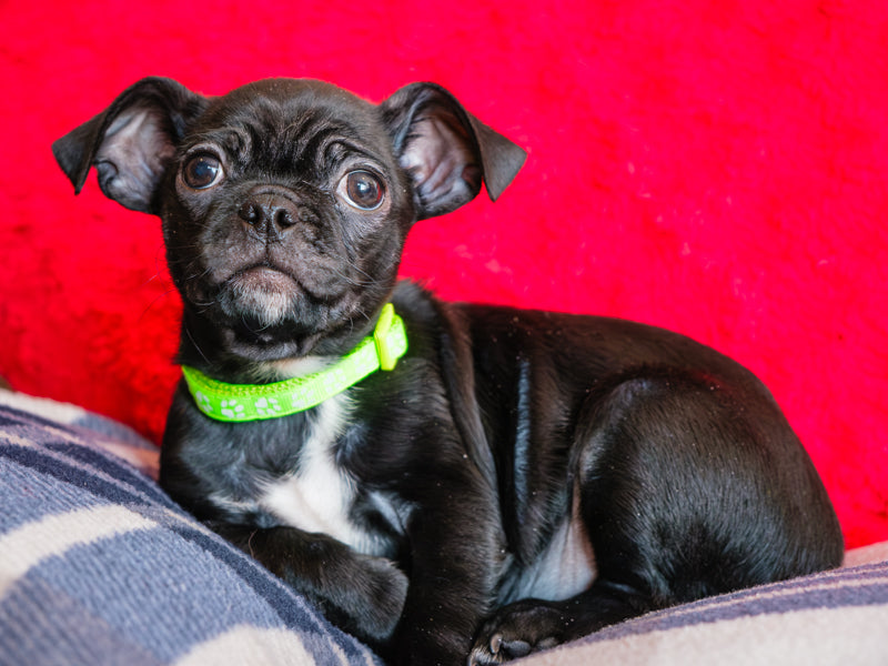Bugsy Carlin x Adopté Animatch