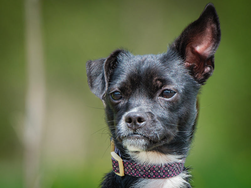 Charlie Chihuahua-x Adopted Animatch