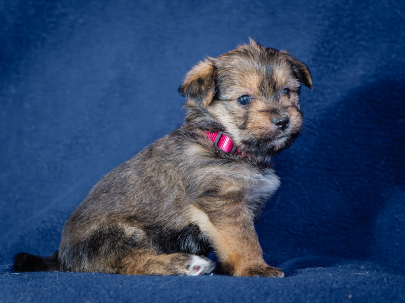 Colombie Yorkie-x Adopté Animatch