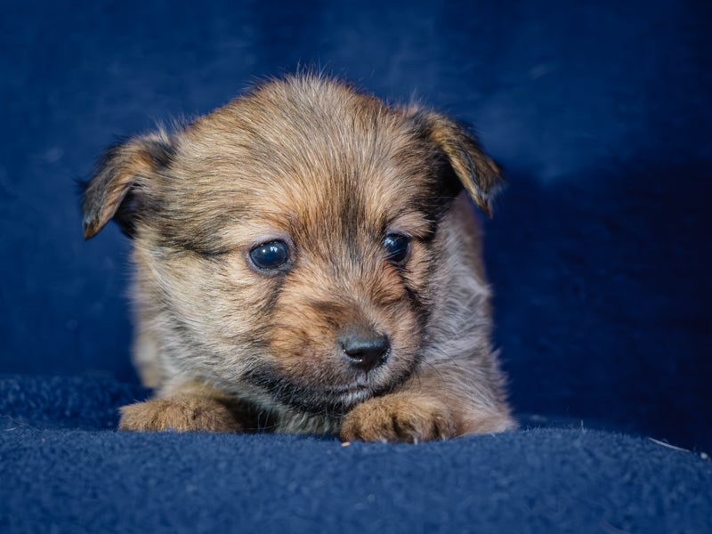Concordia Yorkie-x Adopté Animatch