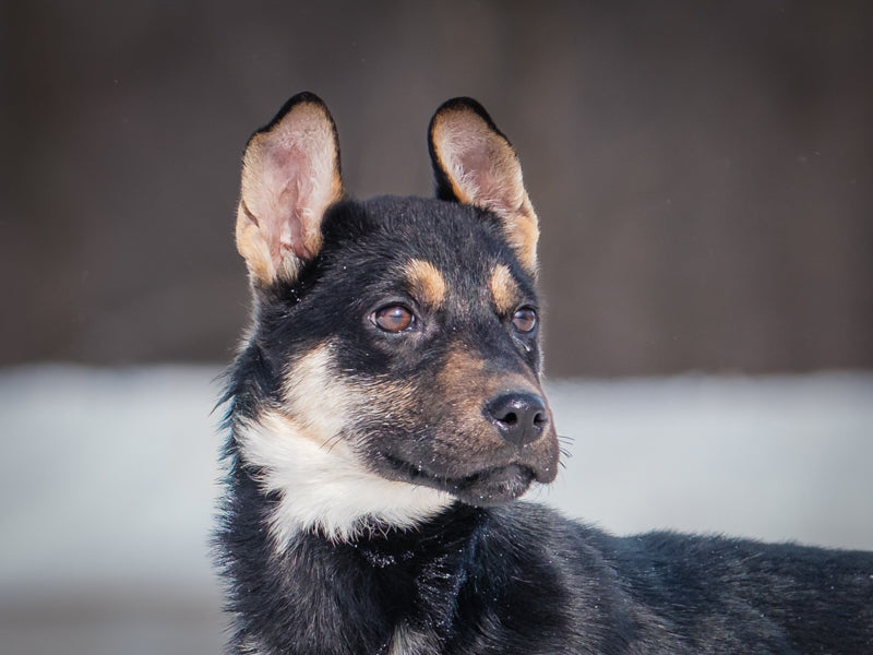 Cyrus German Shepherd-x Adopted Animatch