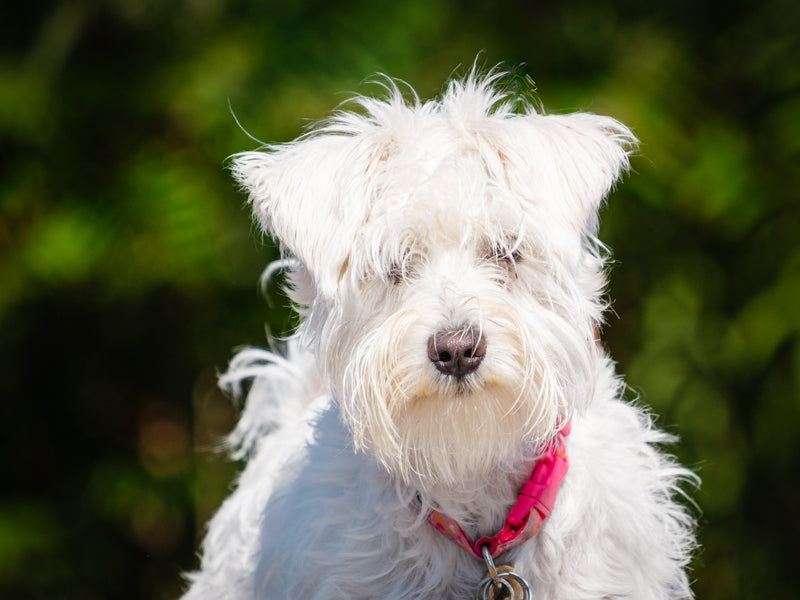 Daisy Miniature Schnauzer Adopted Animatch