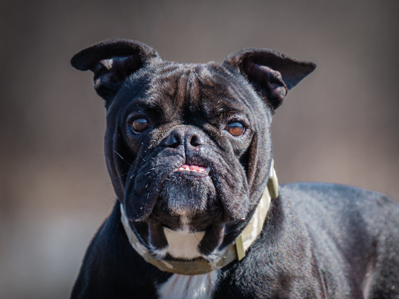 Diva Bouledogue français-x Adopté Animatch