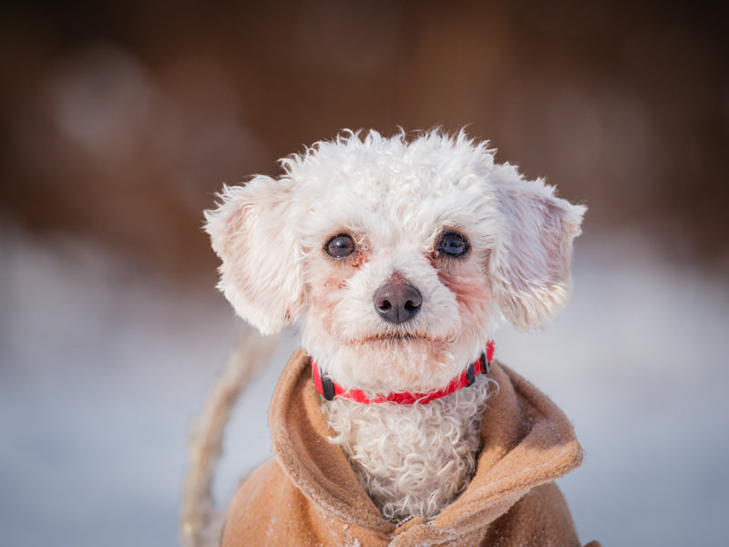 Dolly Poodle Adopted Animatch