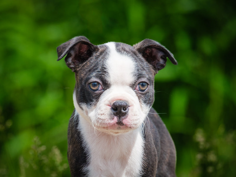 Domino Boston Terrier Adopted Animatch