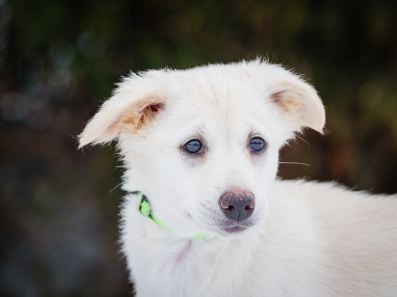 Dove Lab-x Adopted Animatch