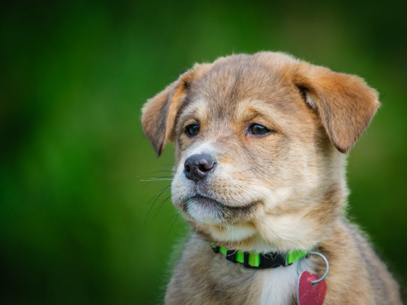 Edith Shepherd-x Adopted Animatch