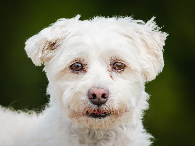 Fluffy Maltese-x Adopted Animatch