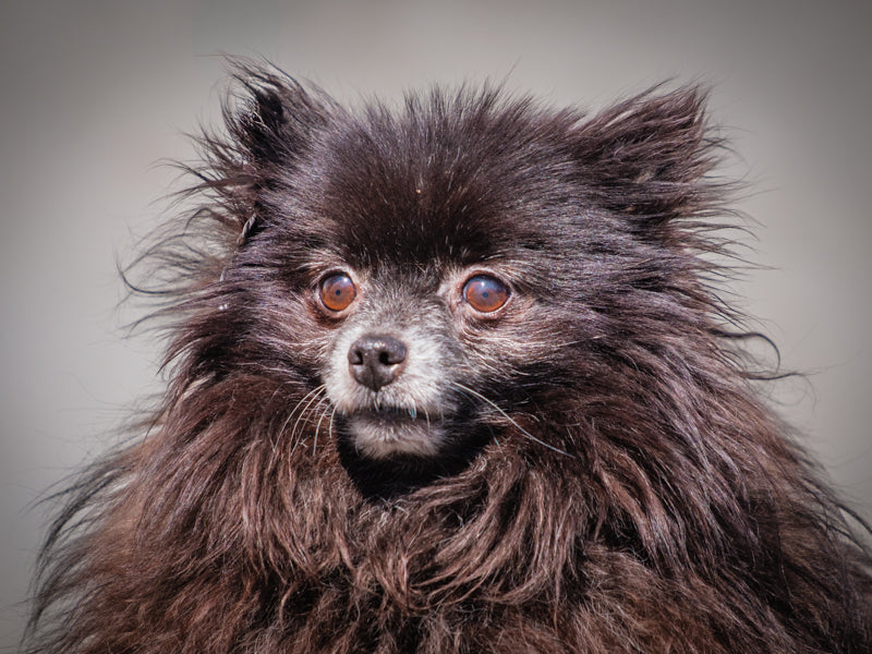 Frizzie poméranien Adopté Animatch