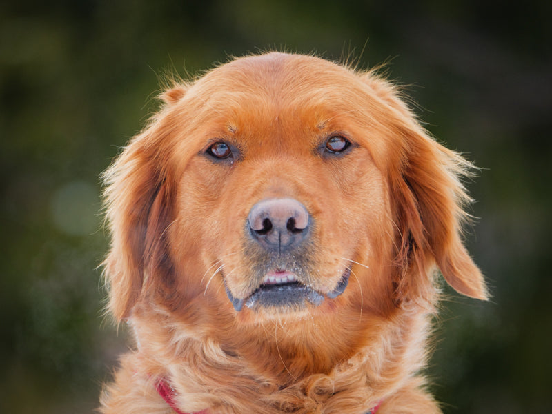 Ginger Golden Retriever Adopté Animatch