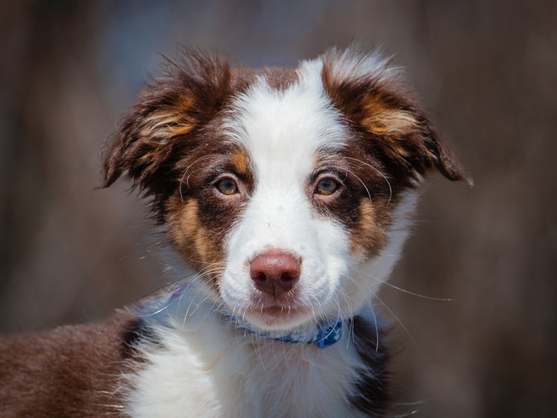 Griffin Berger australien Adopté Animatch