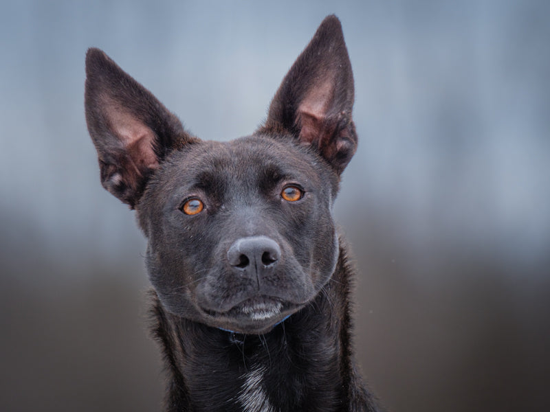 Happy Labrador-x Adopté Animatch