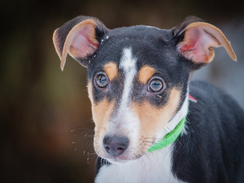Havoc Sheltie-x Adopted Animatch
