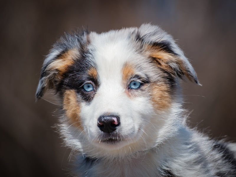 Hydra Berger australien Adopté Animatch