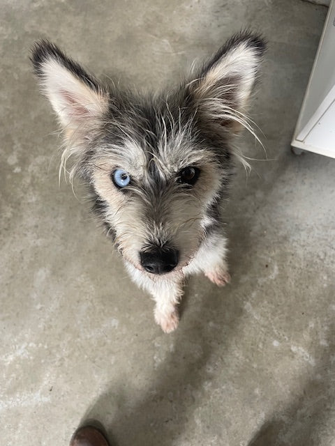 Lea Griffon-x Adopted Animatch