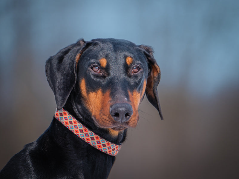 Ivy Doberman Adopted Animatch