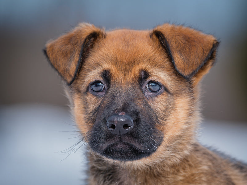 Jerry Shepherd-x Adopted Animatch