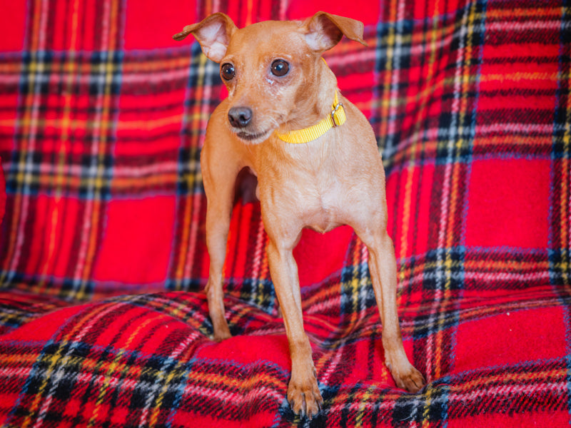 June Miniature Pinscher Adopted Animatch