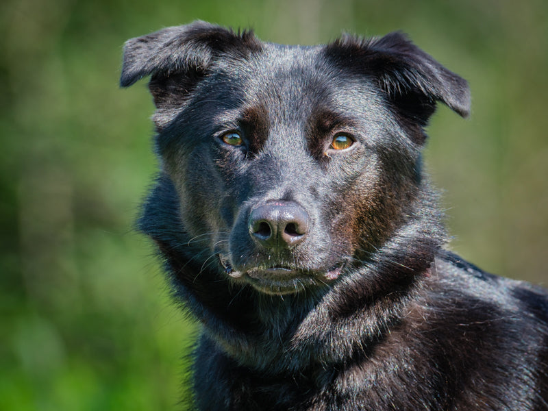 Kelowna Lab-x Adopted Animatch