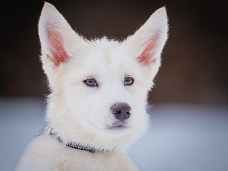 Kramer Husky-x Adopté Animatch