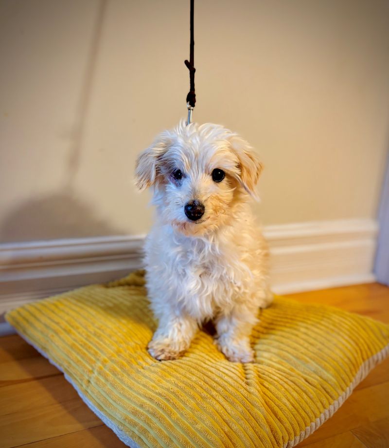 Lion Bichon-x Adopté Animatch