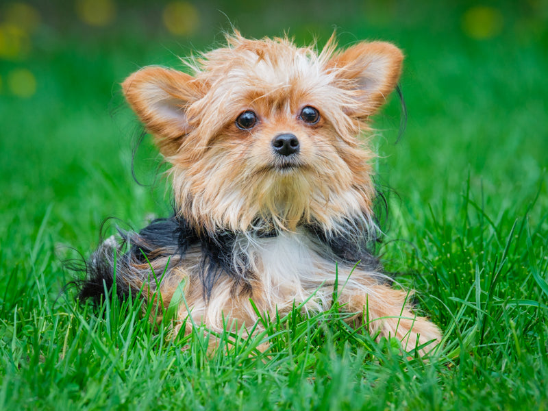Leon Yorkie-x Adopted Animatch