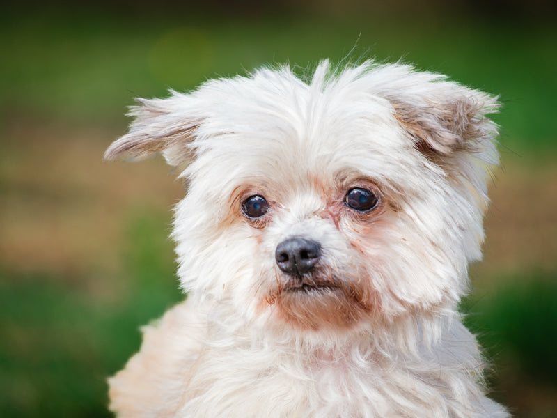 Lola Maltese x Shih Tzu Available for Adoption Animatch