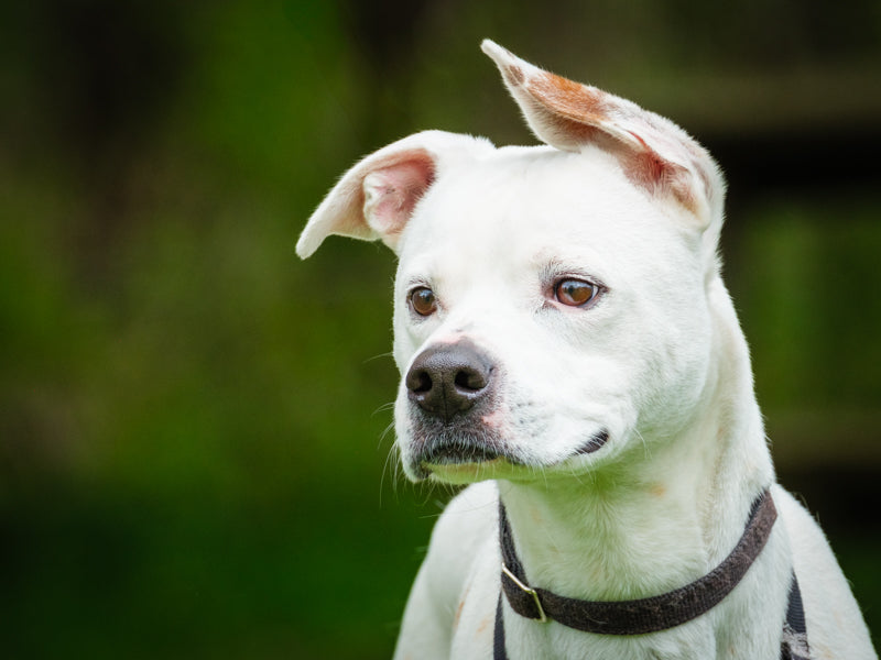 Luthor Boxer-x Available for Adoption Animatch