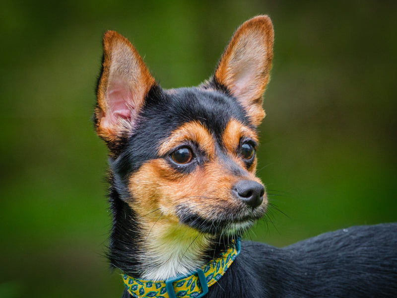 Madason Chihuahua x Yorkie Adopted Animatch
