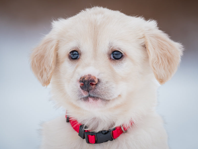 Marcie Lab-x Adopted Animatch