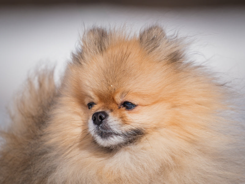 Matt Pomeranian Adopted Animatch