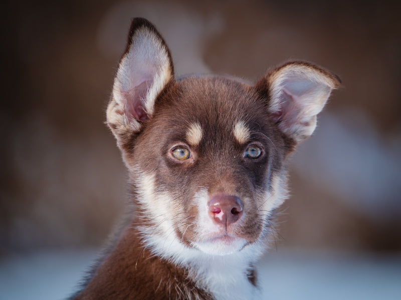 Nivea Husky-x Adopted Animatch