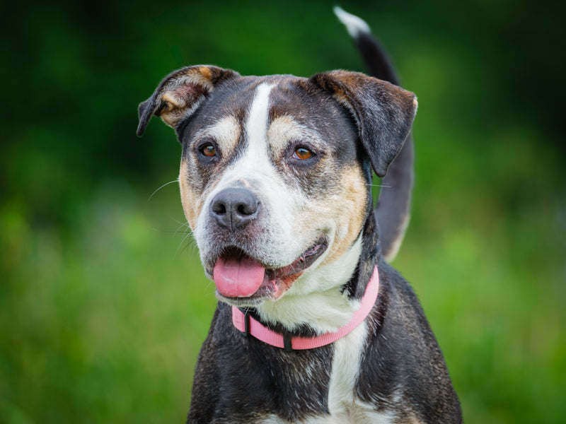 Octavia Mixed Breed Adopted Animatch