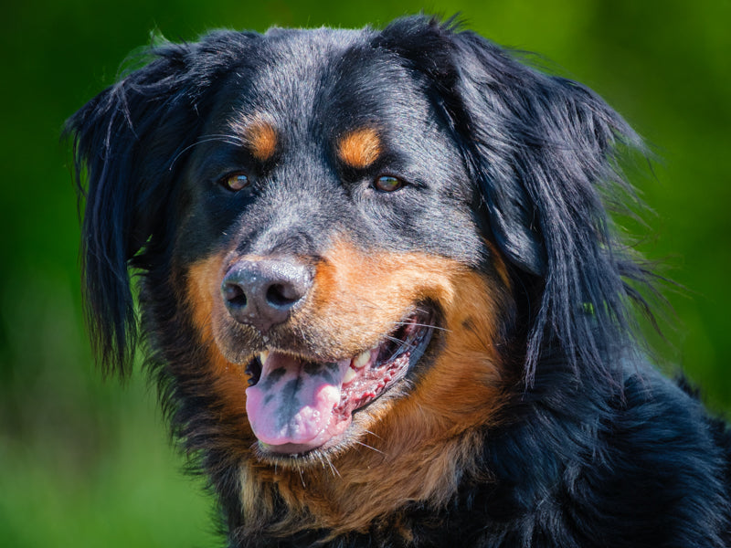 Odin Labernese Adopted Animatch
