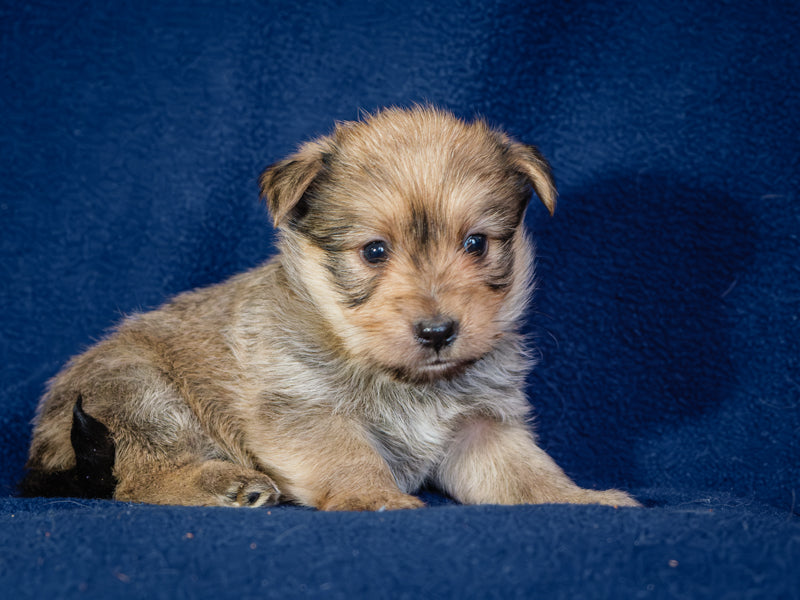 Oxford Yorkie-x Adopté Animatch