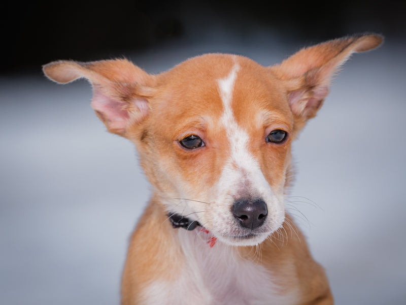 Panic Sheltie-x Adopted Animatch