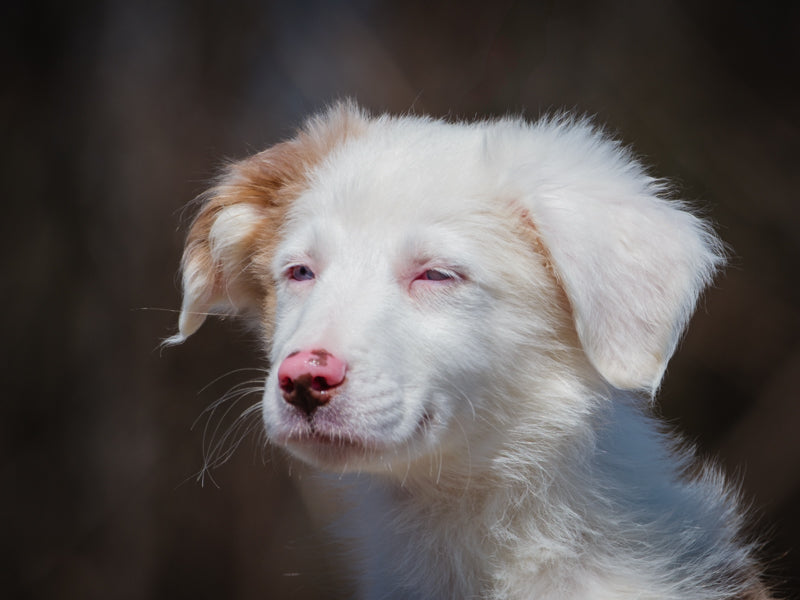 Pégasus Berger australien Adopté Animatch