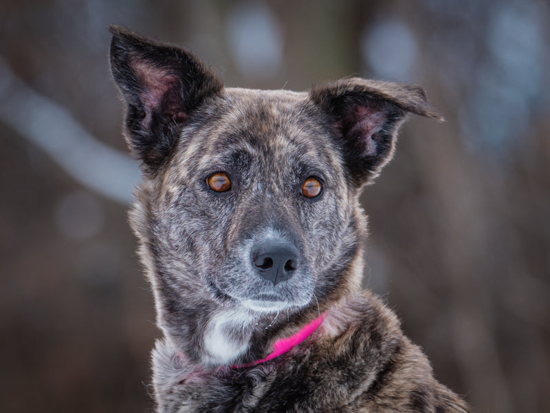 Peppermint Patty Lab-x Adopted Animatch